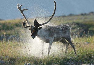 图克图特诺革特国家公园