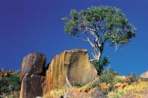 赫拉夫·里内特