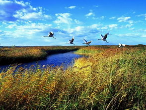 扎龙自然保护区