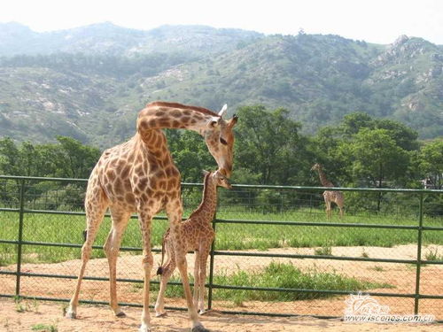 青岛森林野生动物世界