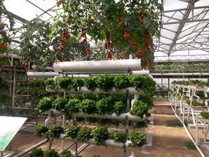 寿光市蔬菜高科技示范园