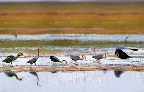 辽河湿地鼎翔生态农业观光园