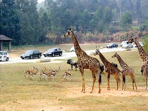 香江野生动物世界