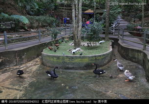 野象谷热带雨林景区