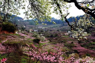 桃花故里景区