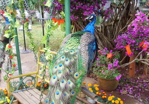 海南热带野生动植物园