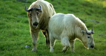 杭州野生动物世界