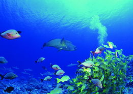 青鸟岛海底世界西门