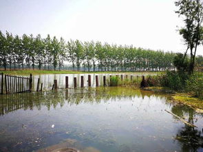 微山湖湿地公园东门