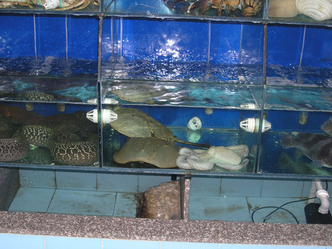 餐馆的鱼 餐馆的鱼