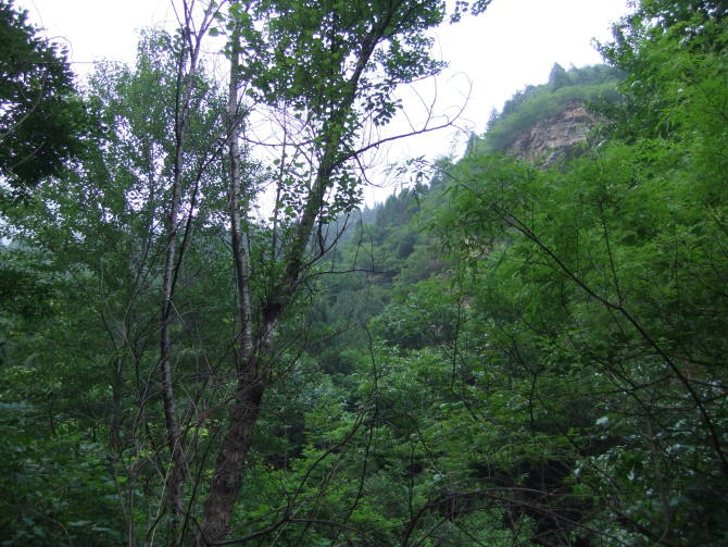 茂密的植物~~~ 茂密的植物~~~