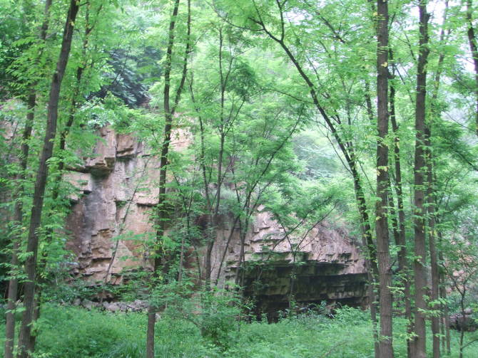茂密的植物 茂密的植物