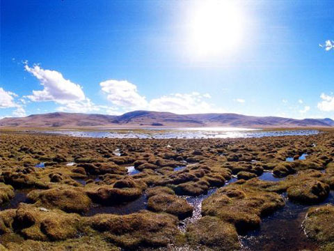 7月的可可西里。 7月的可可西里。