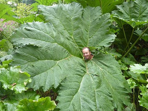 这种巨型叶片植物长11英尺（来源：每日邮报）