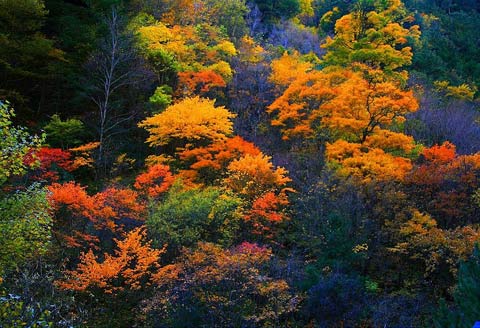 米亚罗的红叶由高到低,层次分明地从山顶红到河谷,满山红叶竞相争艳。 米亚罗的红叶由高到低,层次分明地从山顶红到河谷,满山红叶竞相争艳。