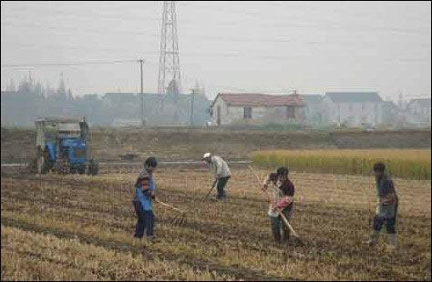 上海青浦区农民正在进行秋收(来源:上海市青浦区农业委员会网站) 上海青浦区农民正在进行秋收(来源:上海市青浦区农业委员会网站)