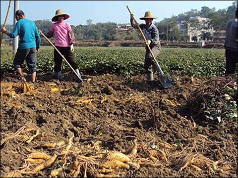 图为正在挖红薯的农民(图片来源于网络) 图为正在挖红薯的农民(图片来源于网络)