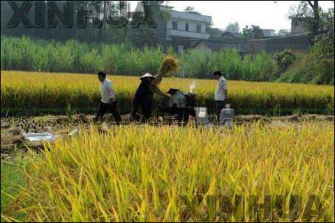 广西罗城县立新村农民在田间抢收晚稻(图片来源:新华网) 广西罗城县立新村农民在田间抢收晚稻(图片来源:新华网)