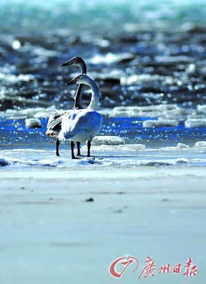 青海湖是观鸟和摄影爱好者向往之地 青海湖是观鸟和摄影爱好者向往之地