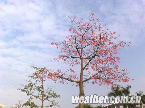 广东大部风和日丽,不过深秋时节早晚凉意明显(辜丹芸 摄) 广东大部风和日丽,不过深秋时节早晚凉意明显(辜丹芸 摄)