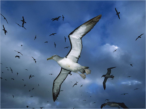 信天翁(来源:互联网) 信天翁(来源:互联网)